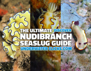 The Nudibranch Sea slug Guide