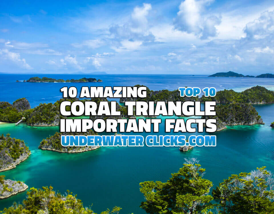 10 CORAL TRIANGLE IMPORTANT FACTS (WHY ITS SO SPECIAL) | Underwater Clicks